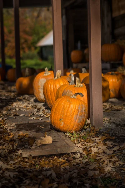 Beaucoup Citrouilles Orange Sol Dans Jardin Atmosphère Halloween — Photo