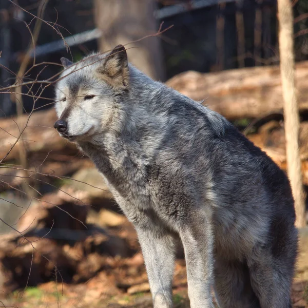 Selective Focus Shot Gray Wolf Zoo — Stock Photo, Image