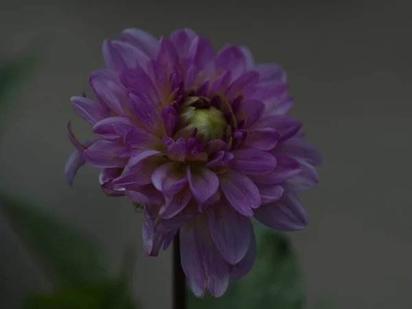 Μια Επιλεκτική Φωτογραφία Ενός Λουλουδιού Της Ντάλια Που Ανθίζει Στον — Φωτογραφία Αρχείου