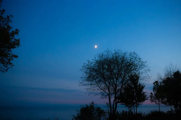 Silhouetten Van Bomen Omringd Door Zee Met Een Maan Aan — Stockfoto