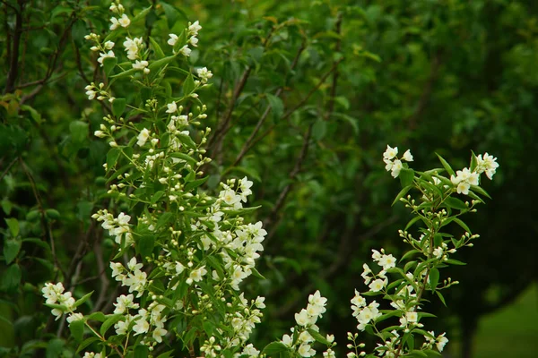 Tiro Seletivo Foco Das Flores Brancas Arbusto — Fotografia de Stock