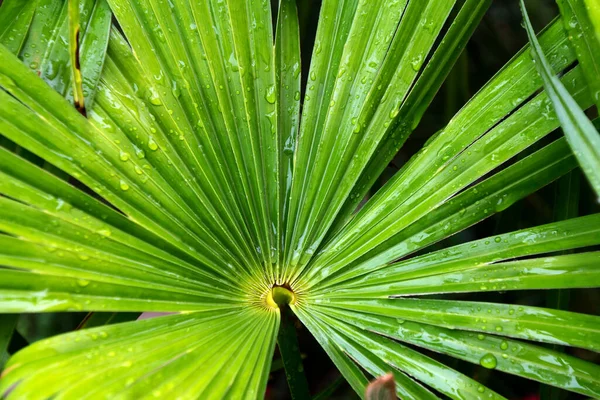 それの上に雨滴とソウパルメットの植物のクローズアップショット — ストック写真