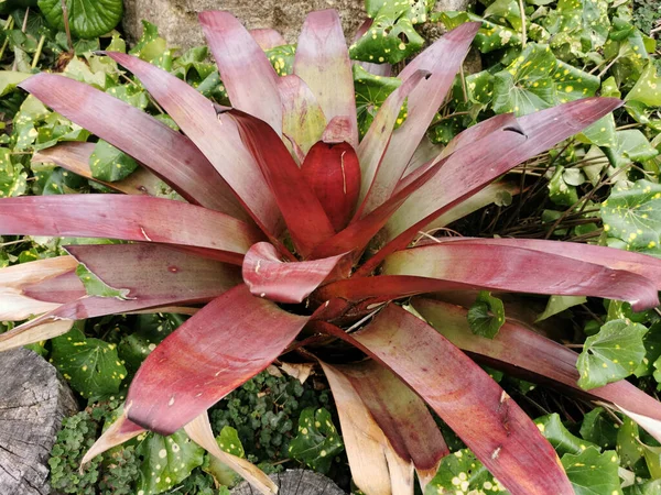 View Bromeliad Plant Growing Botanical Garden — Stock Photo, Image