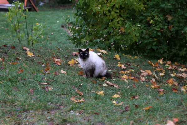 Černá Bílá Kočka Modrýma Očima Procházce — Stock fotografie