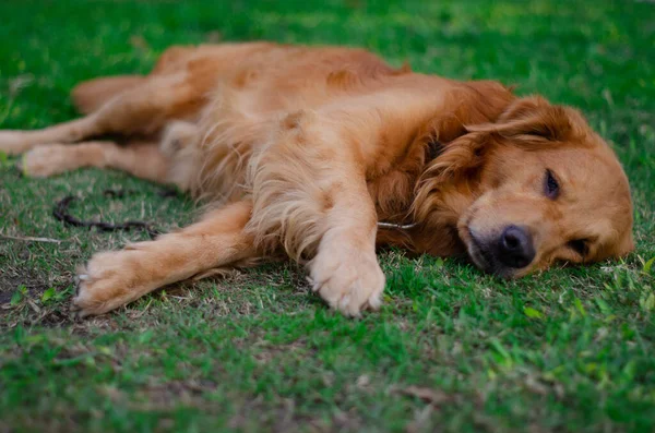 Zbliżenie Uroczego Golden Retrievera Leżącego Zielonej Trawie — Zdjęcie stockowe