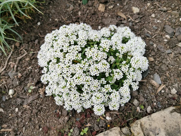 庭に咲く白い花の一番上の景色 — ストック写真
