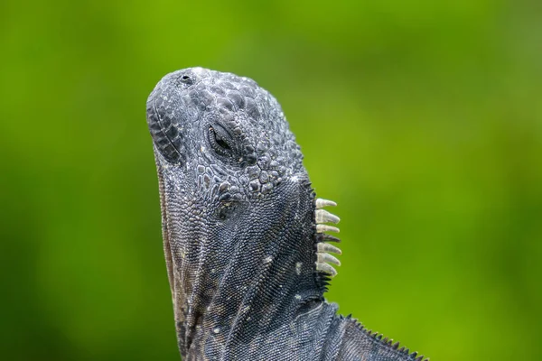 Closeup Shot Old Iguana Green Background — Stock Photo, Image