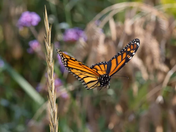 飞行斑点木蝴蝶的选择性聚焦镜头 — 图库照片