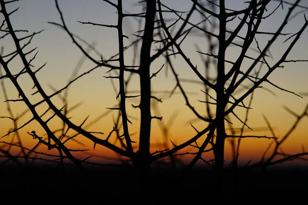 Krásná Scenérie Suchých Větví Rostlin Západem Slunce Pozadí — Stock fotografie