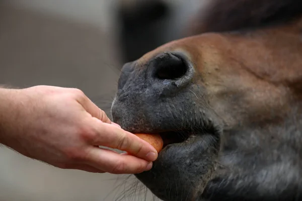 Gros Plan Cheval Mangeant Une Carotte Sucrée Une Main — Photo