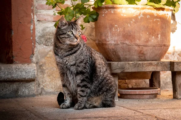 Μια Γκρι Ριγέ Γάτα Κοιτάζει Στην Άκρη Ενώ Κάθεται — Φωτογραφία Αρχείου