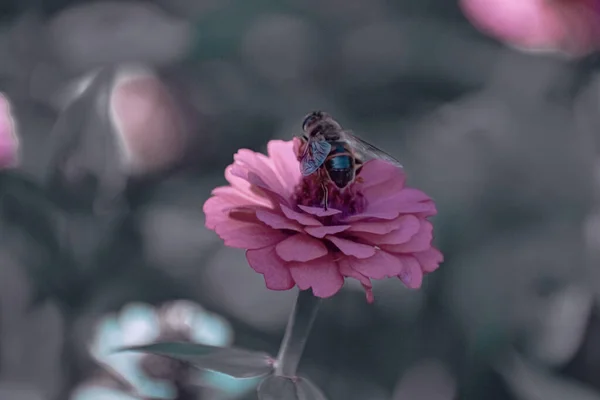 Ένα Ρηχό Πλάνο Εστίασης Μιας Μέλισσας Ένα Ροζ Λουλούδι — Φωτογραφία Αρχείου