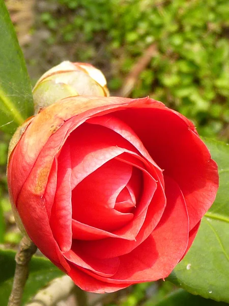 Zbliżenie Pionowe Ujęcie Słonecznej Pięknej Róży Liśćmi Kwiecie — Zdjęcie stockowe
