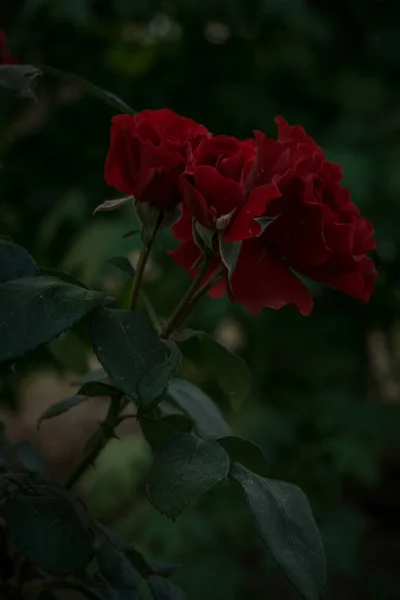 Closeup Multiple Beautiful Red Roses Growing Bush — Stock Photo, Image