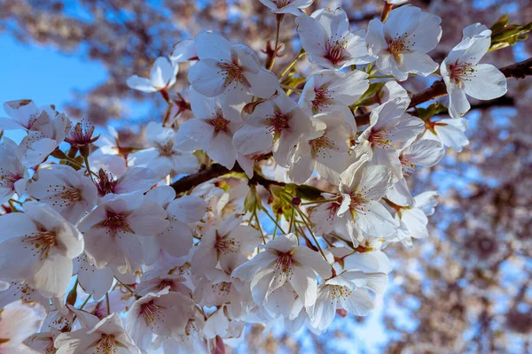Primer Plano Flores Flor Cerezo Una Rama Primavera — Foto de Stock