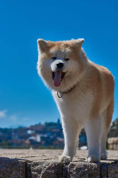 Tiro Vertical Cão Akita Com Céu Azul Fundo — Fotografia de Stock