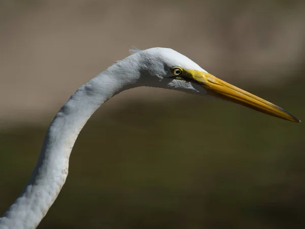 Eine Selektive Fokusaufnahme Eines Reihers Wasser — Stockfoto