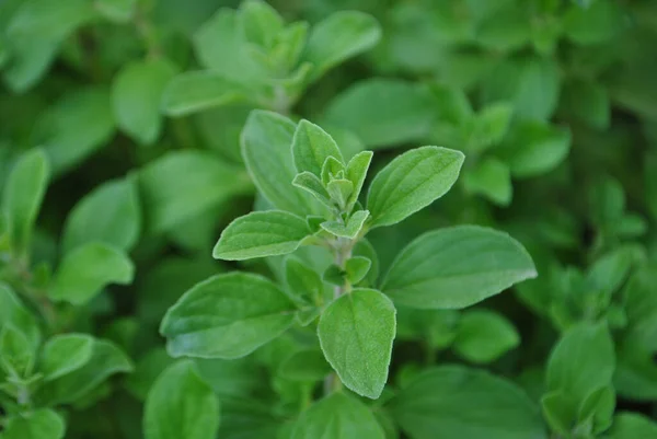 Close Uma Manjerona Planta Verde — Fotografia de Stock