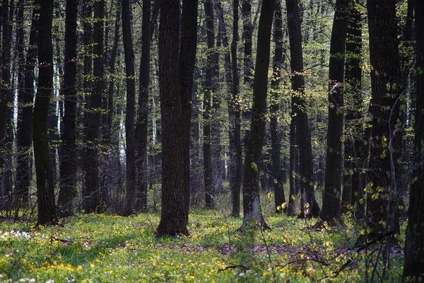 Vacker Utsikt Över Skog Med Mycket Träd Och Höstlöv — Stockfoto