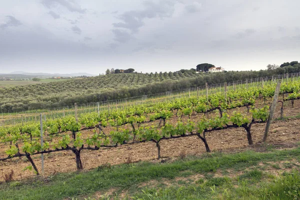 Hermoso Campo Agrícola Rural — Foto de Stock