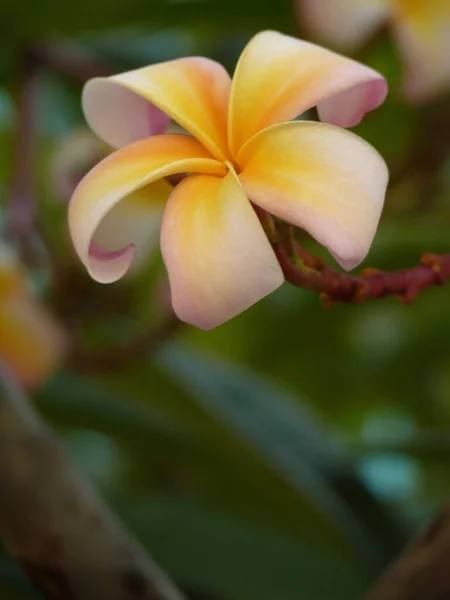 Tiro Foco Seletivo Uma Bela Flor Plumeria — Fotografia de Stock