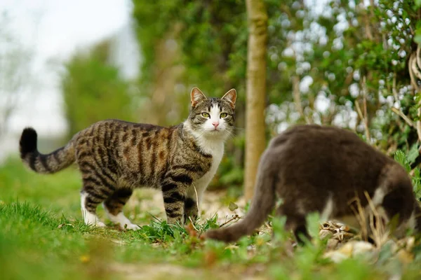 Imádnivaló Macskák Játszanak Együtt Egy Zöld Füves Területen Naplementekor — Stock Fotó