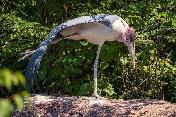 Gros Plan Cigogne Marabou Étirant Ses Jambes — Photo