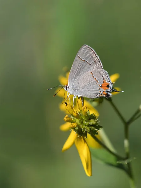 Mise Point Sélective Bleu Queue Courte Sur Une Fleur — Photo