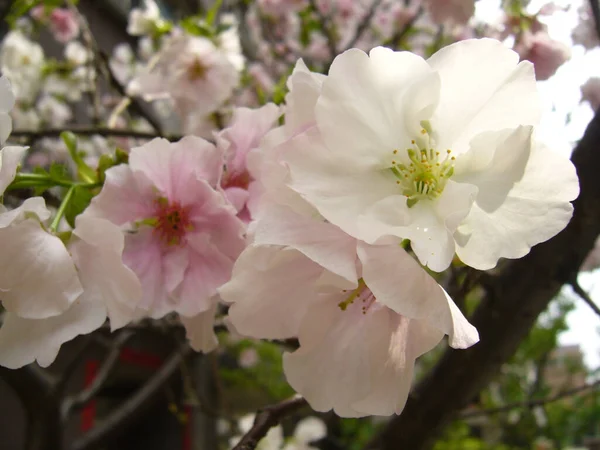 Een Closeup Shot Van Mooie Kers Bloesems Wazig Achtergrond — Stockfoto