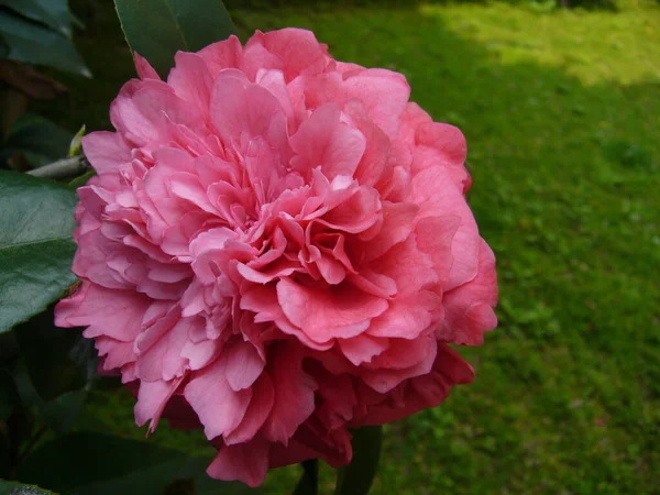 Selektivní Ostření Záběr Krásné Růžové Kamélie Květiny — Stock fotografie