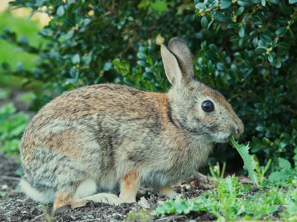 Een Selectieve Focus Shot Van Een Schattig Konijn Het Park — Stockfoto