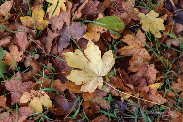 秋の晴れた日には森の中の地面にカエデの葉のショット 背景に最適です — ストック写真