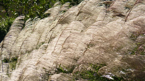 Цветущий Селективный Снимок Растения Miscanthus Sinensis — стоковое фото