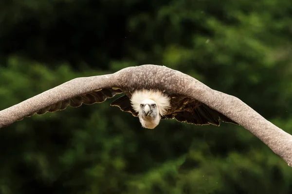 Ytlig Fokusbild Flygande Kondor — Stockfoto