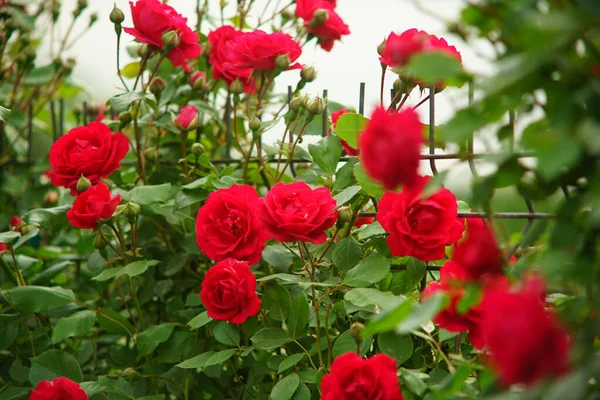 灌木上有选择的红玫瑰焦点镜头 — 图库照片