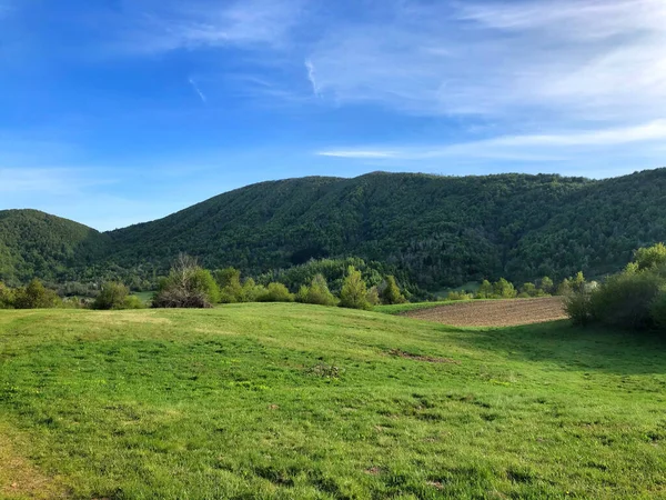 Vacker Bild Från Gran Skog — Stockfoto