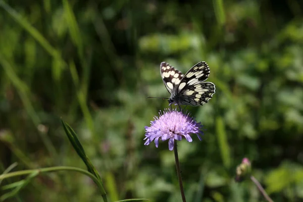 Tiro Seletivo Foco Uma Borboleta Melanargia Galathea Senta Uma Flor — Fotografia de Stock