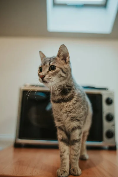 Çizgili Kısa Kedilerin Dikey Çekimi — Stok fotoğraf