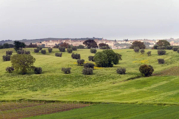 Tranquil Green Field Trees — Stock Photo, Image