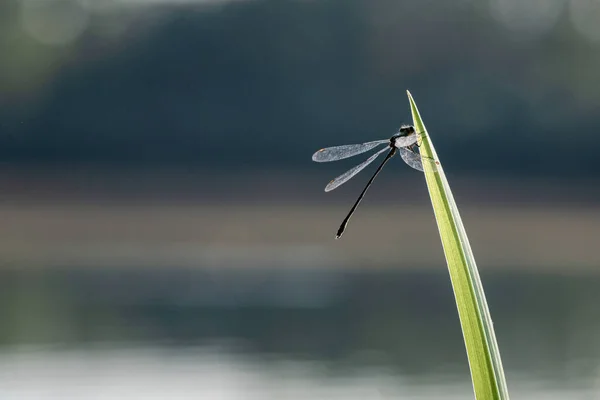 Plan Macro Une Libellule Sur Herbe Verte Sur Fond Flou — Photo