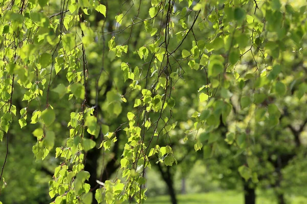 Primeiras Folhas Árvores Primavera Uma Floresta — Fotografia de Stock