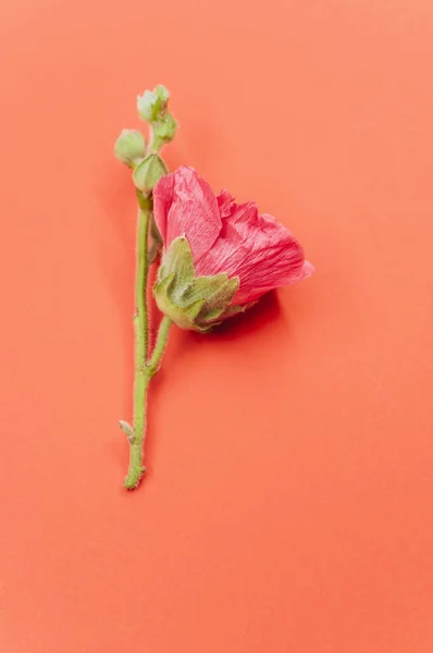 Ένα Κάθετο Πλάνο Ενός Όμορφου Ροζ Λουλουδιού Γαρύφαλλου Ένα Μικρό — Φωτογραφία Αρχείου