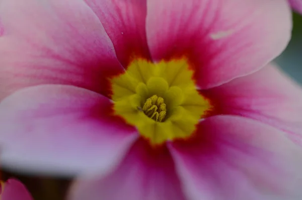 Ένα Κοντινό Πλάνο Ενός Ροζ Primula Vulgaris — Φωτογραφία Αρχείου