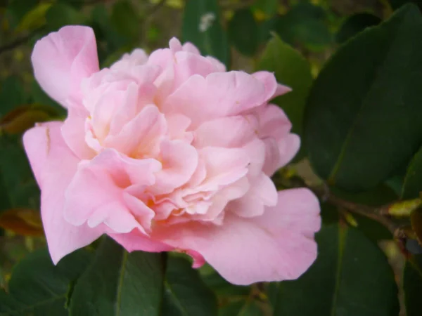 Selektywne Ujęcie Ostrości Pięknego Różowego Kwiatu Kamelii — Zdjęcie stockowe