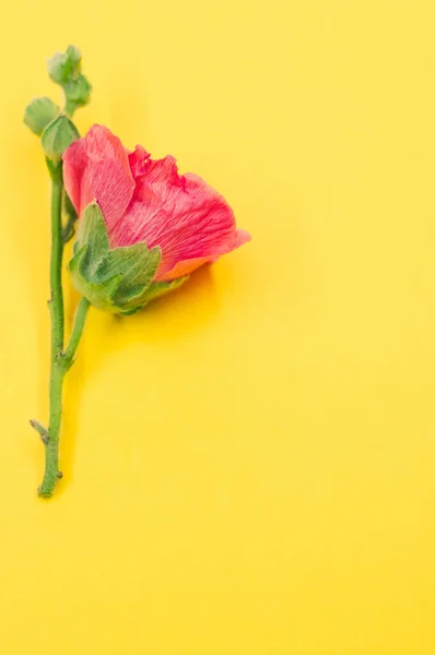 Ένα Κάθετο Πλάνο Ενός Όμορφου Ροζ Λουλουδιού Γαρύφαλλου Ένα Μικρό — Φωτογραφία Αρχείου