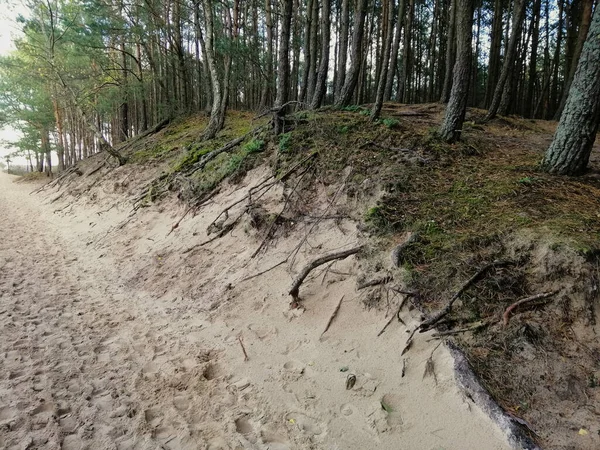 Una Hermosa Playa Arena Con Árboles Wyspa Sobieszewska Polonia —  Fotos de Stock