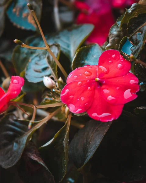 Plano Vertical Una Flor Bálsamo Rosa Con Hojas Color Verde — Foto de Stock