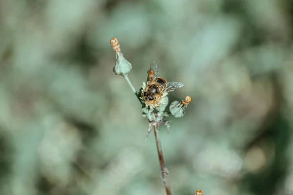 種のアザラシに昆虫の浅い焦点のショット — ストック写真