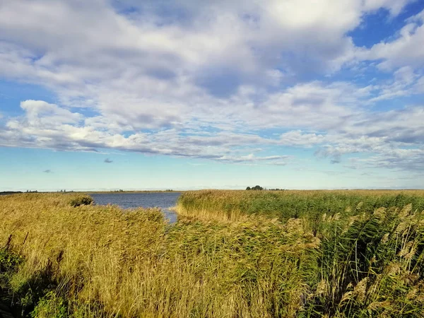 Eine Faszinierende Aufnahme Eines Ruhigen Sees Grünen Wyspa Sobieszewska Polen — Stockfoto