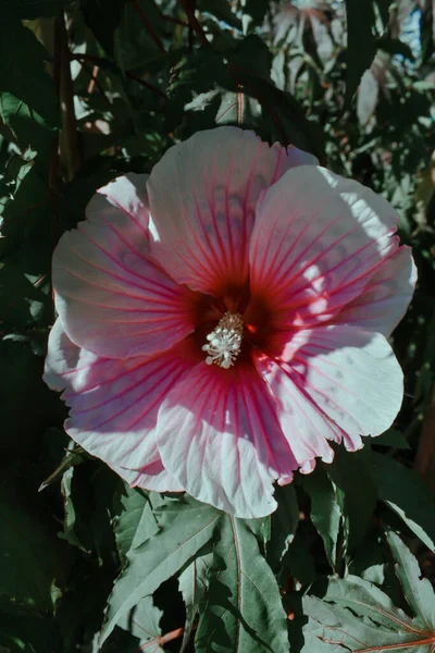 Egy Hibiszkusz Függőleges Lövése — Stock Fotó